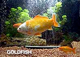 金魚の飼育