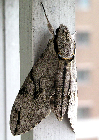 moth1.jpg